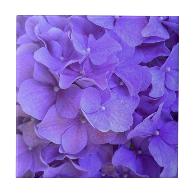 Lavender lilac purple Hydrangeas purple Flowers Tile (Front)