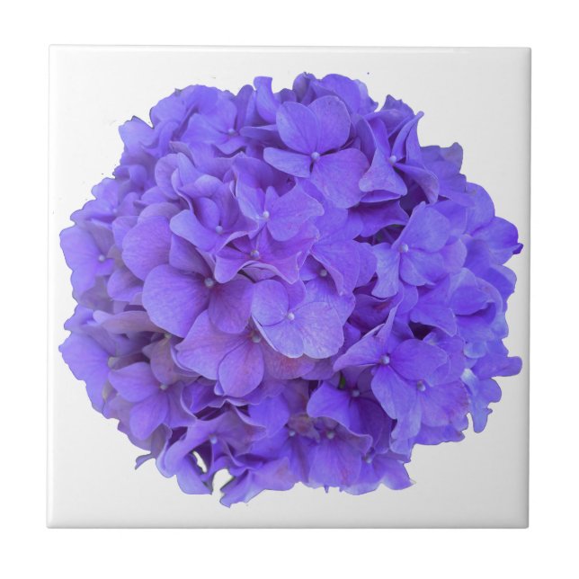 Lavender lilac purple Hydrangeas purple Flowers Tile (Front)