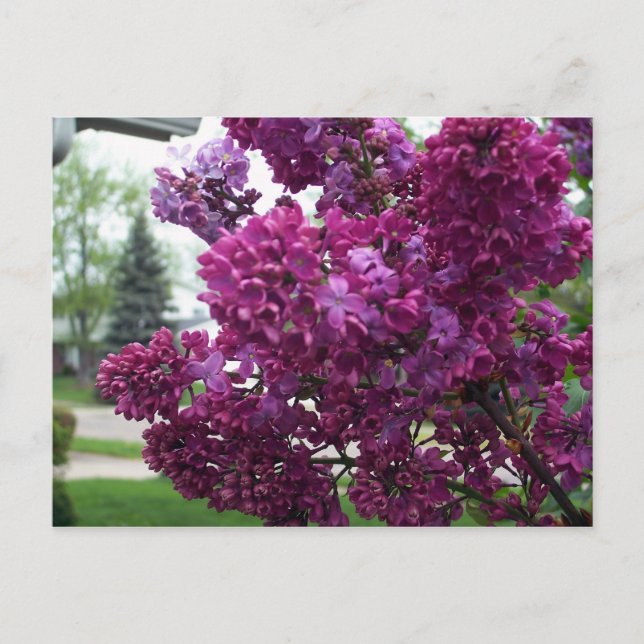 Lavender Lilacs Postcard (Front)