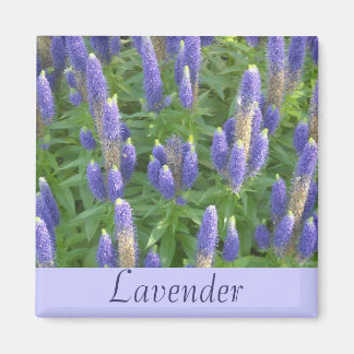 Lavender Magnet