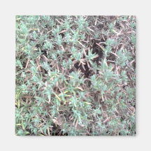 lavender magnet