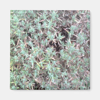 lavender magnet