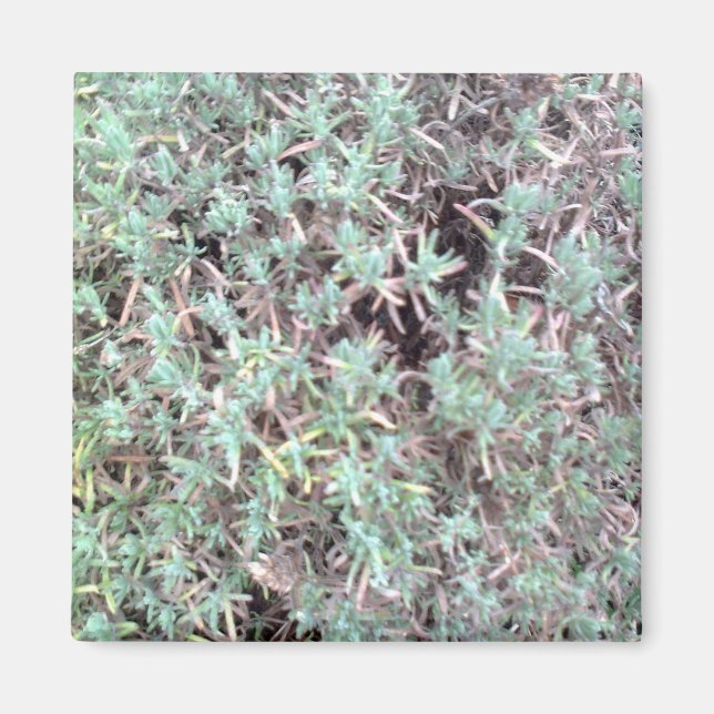 lavender magnet (Front)
