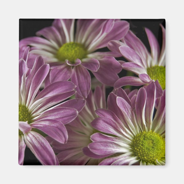 Lavender Magnet (Front)