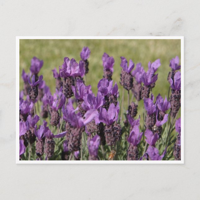 Lavender Meadow Flowers Postcard (Front)