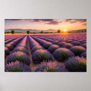 Lavender Nature Outdoors Landscape Calm Peaceful  Poster