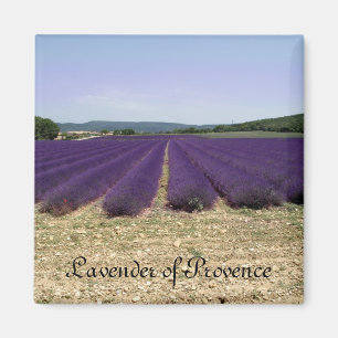 Lavender of Provence Magnet
