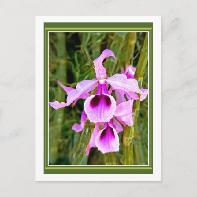Lavender Orchid Postcard (Front)