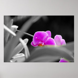 lavender orchid Print