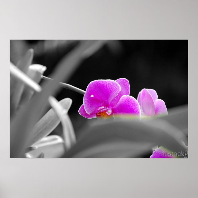 lavender orchid Print (Front)