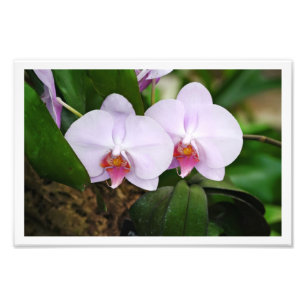 Lavender Orquids Photo Print