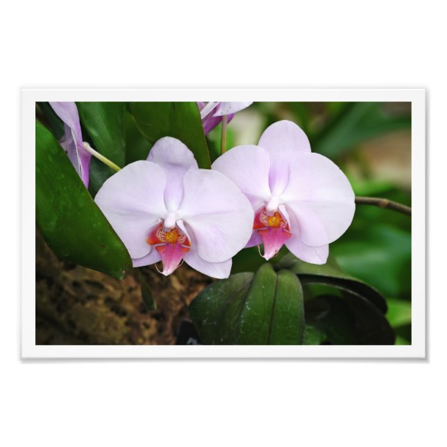 Lavender Orquids Photo Print (Front)