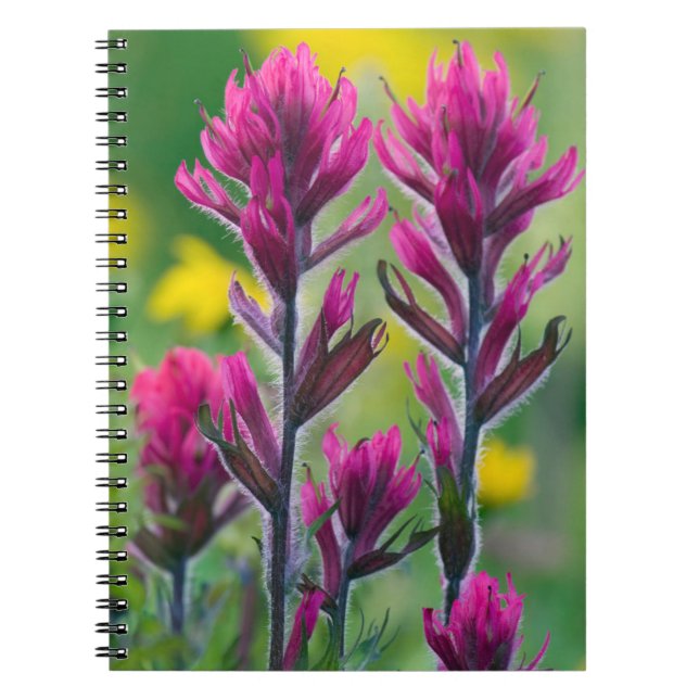 Lavender Paintbrush Notebook (Front)