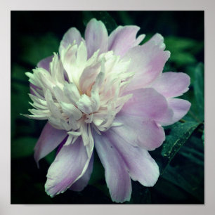 Lavender Peony Flower In Bloom Close Up Poster