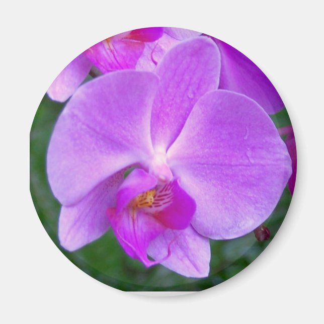 Lavender Phalaenopsis Orchid Magnet (Front)