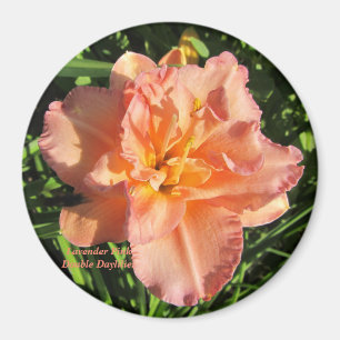 Lavender Pink Double Daylilies Magnet