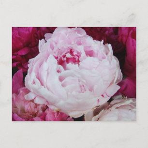 Lavender Pink Peony with Fuschia Peonies Postcard