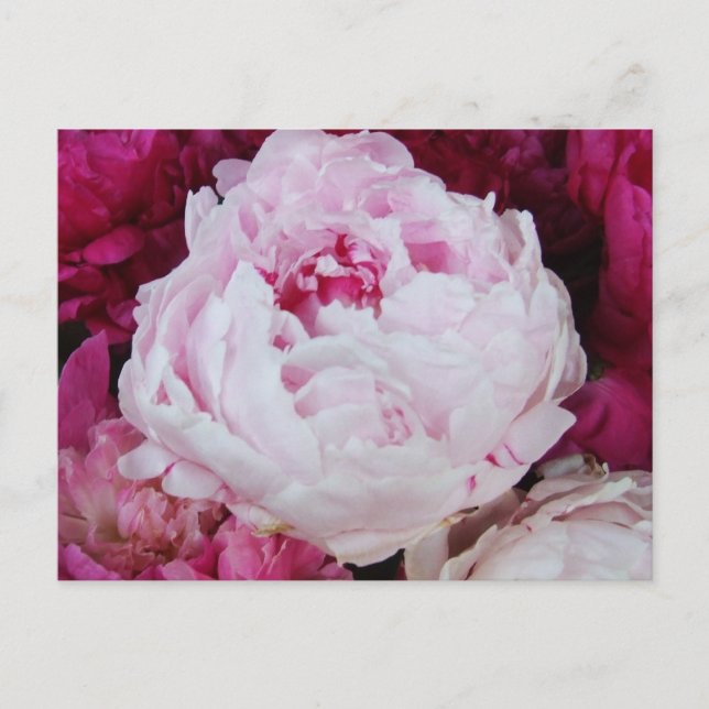 Lavender Pink Peony with Fuschia Peonies Postcard (Front)