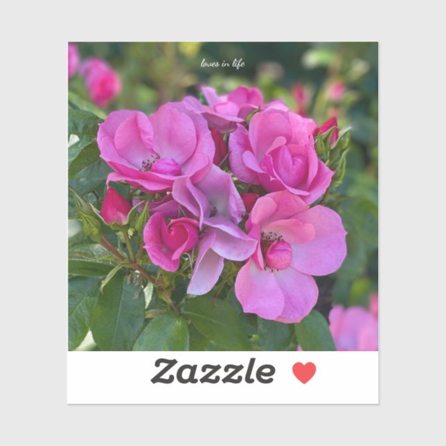 Lavender Pink Rose (Sheet)