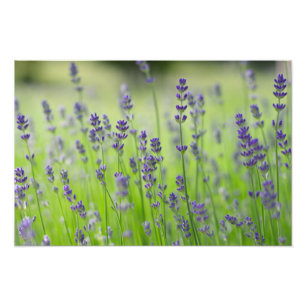 lavender plant flower field nature close detail photo print