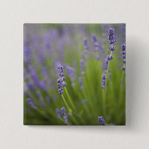 Lavender plants 2 inch square button