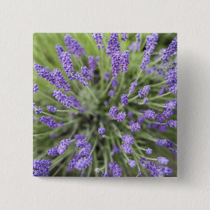 Lavender plants 2 inch square button