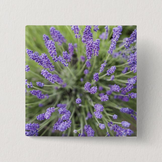 Lavender plants 2 inch square button (Front)