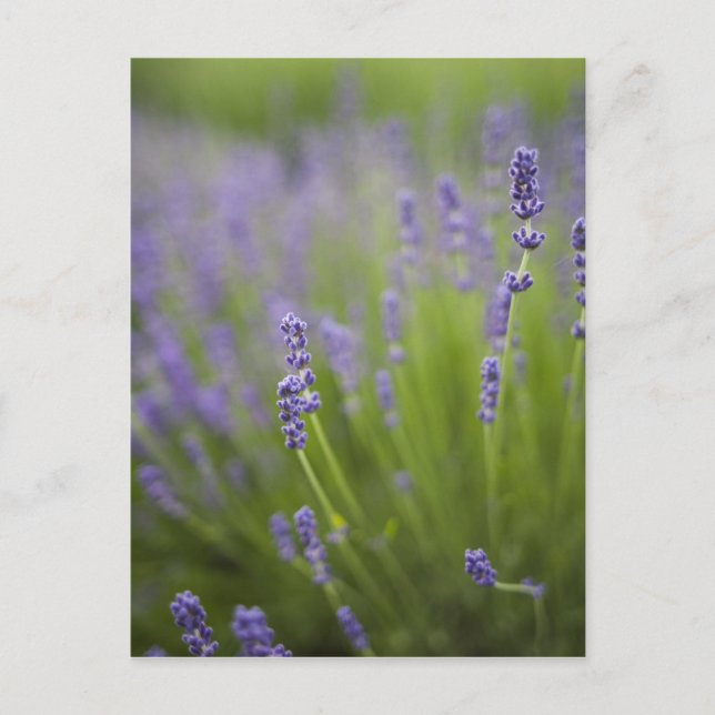 Lavender plants 2 postcard (Front)