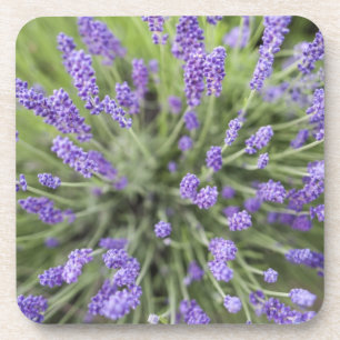 Lavender plants coaster