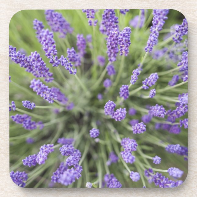 Lavender plants coaster (Front)