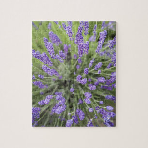 Lavender plants jigsaw puzzle