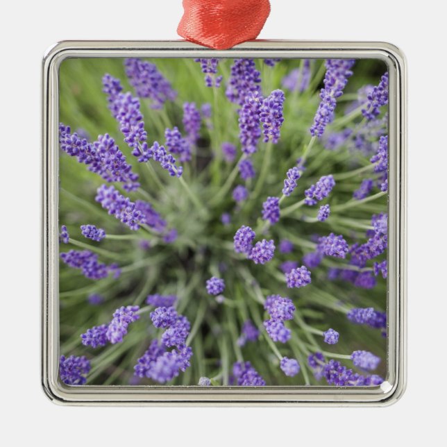Lavender plants metal ornament (Front)