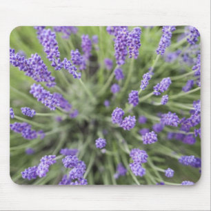 Lavender plants mouse pad