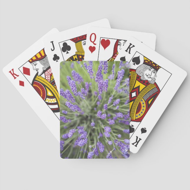 Lavender plants playing cards (Back)