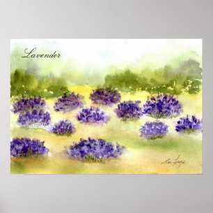Lavender Plants Poster