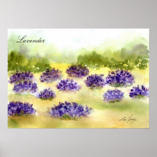 Lavender Plants Poster