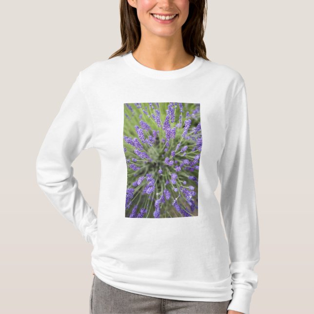 Lavender plants T-Shirt (Front)