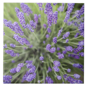 Lavender plants tile