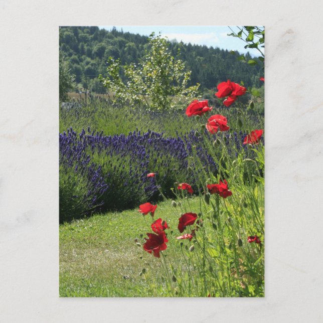 Lavender & Poppies Postcard (Front)