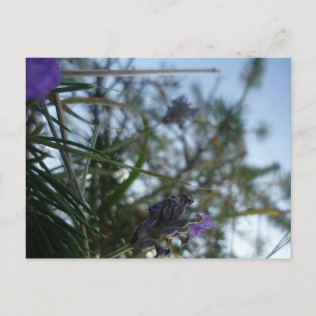 lavender postcard (Front)