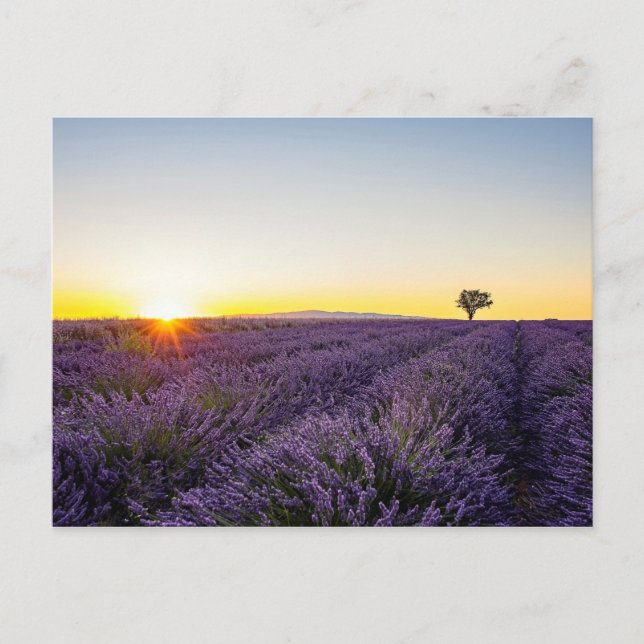 Lavender Postcard (Front)