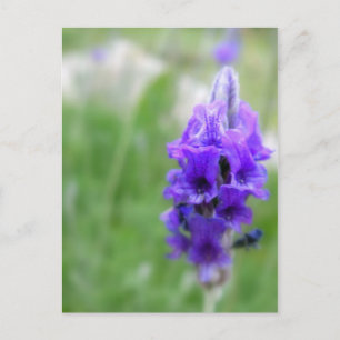 Lavender Postcard