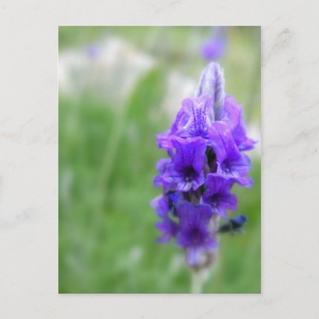 Lavender Postcard (Front)