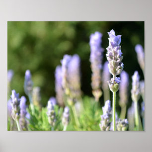 Lavender Poster