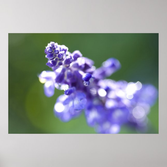 Lavender Poster (Front)