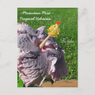 Lavender purple tropical hibiscus Postcard
