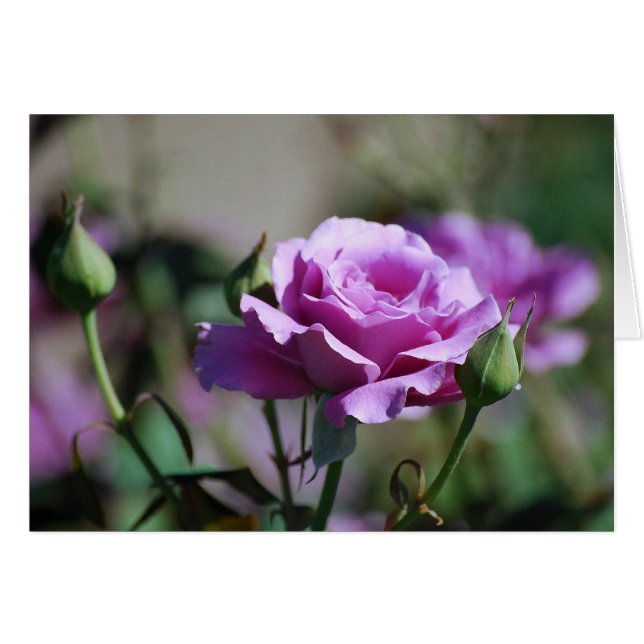 Lavender Rose Card (Front Horizontal)