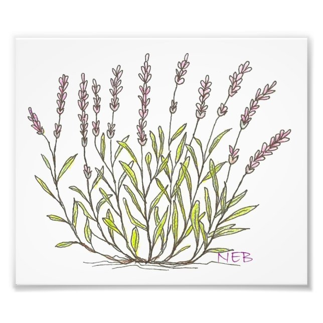 Lavender Sketch Print (Front)