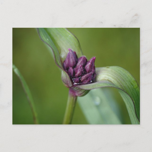 Lavender Spiderwort Flower Postcard (Front)