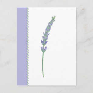 Lavender Sprig Postcard